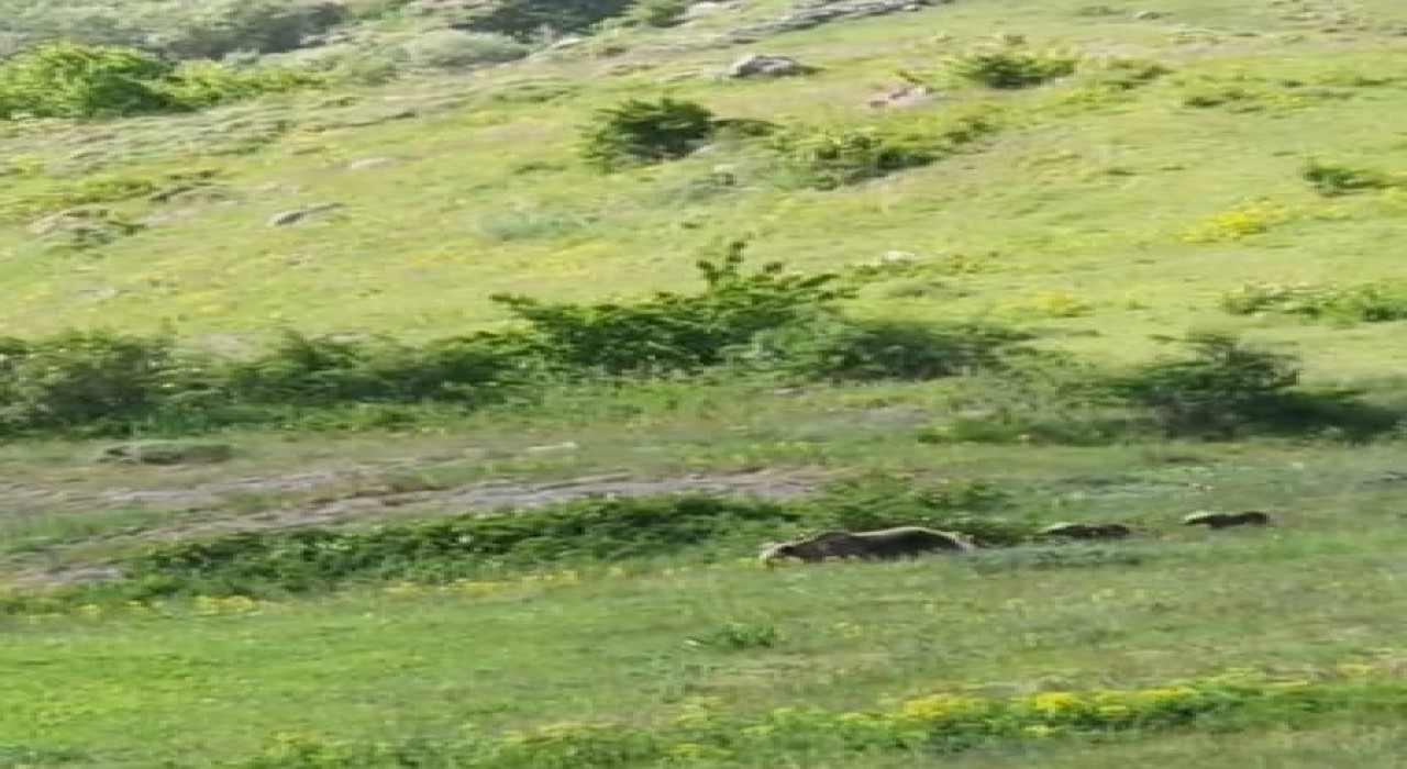 Anne boz ayı ve 2 yavrusu, yiyecek ararken görüntülendi