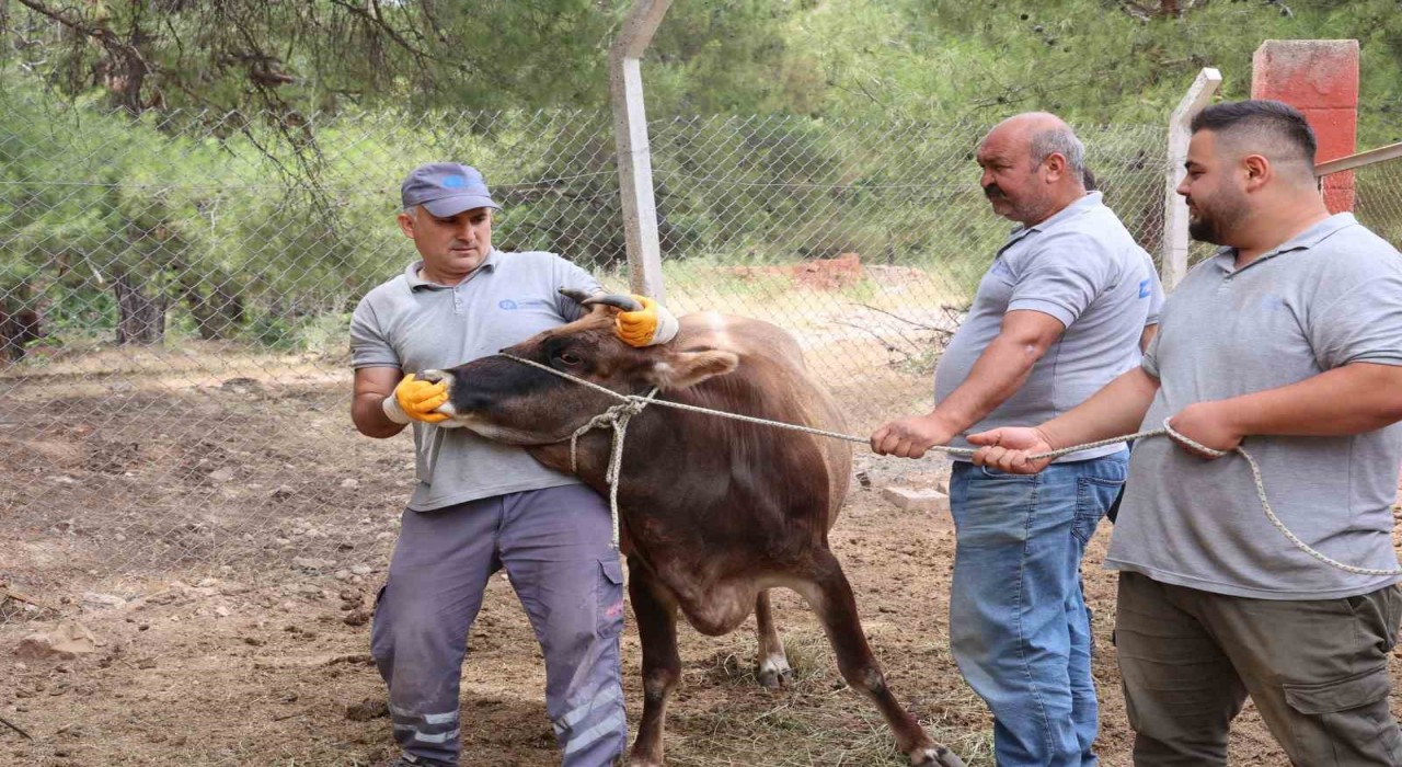 Antalya Büyükşehir Belediyesi Kurban Bayramına hazır