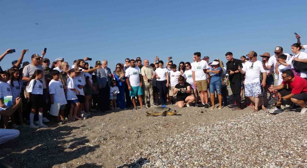 Antalyada deniz kaplumbağaları çip takılarak denize uğurlandı