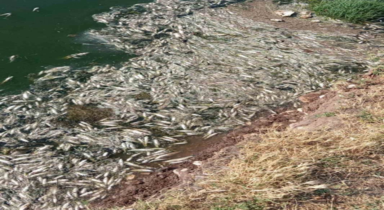 Araban Karasu Çayındaki balık ölümleriyle ilgili inceleme başlatıldı