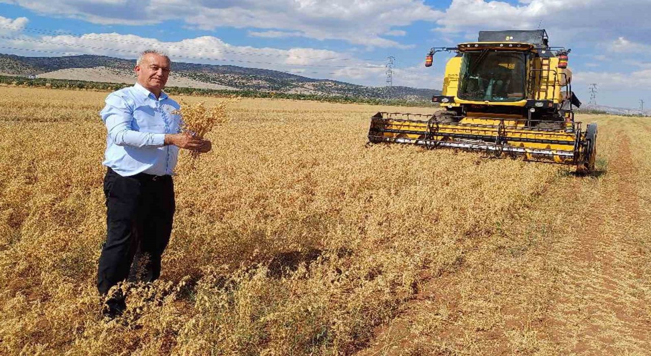 Araban Ovasında 2025 yılı nohut hasadı başladı