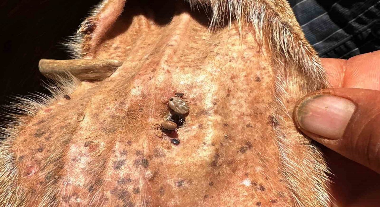 Arabanlı Veteriner Hekimden kene uyarısı