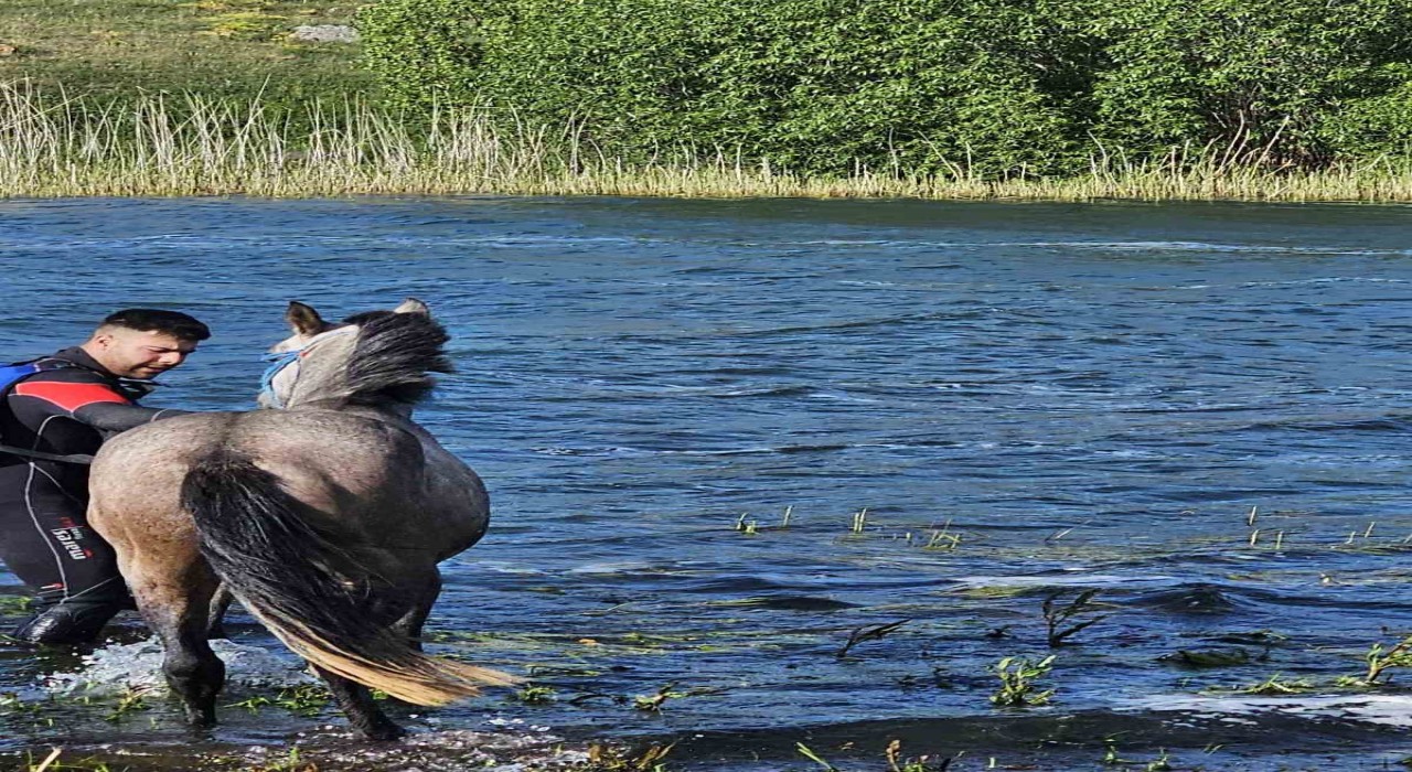 Ardahanda mahsur kalan atı kurtarma operasyonu
