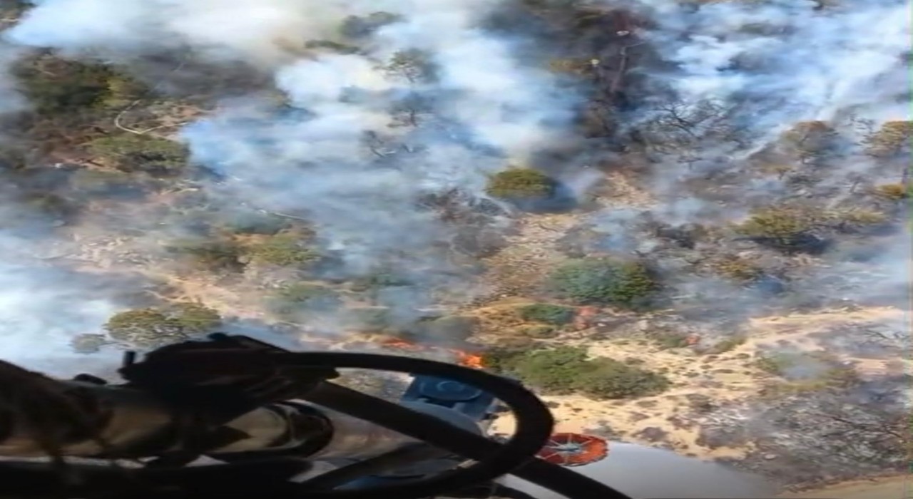 Arıcının tütsüsü ormanı yaktı