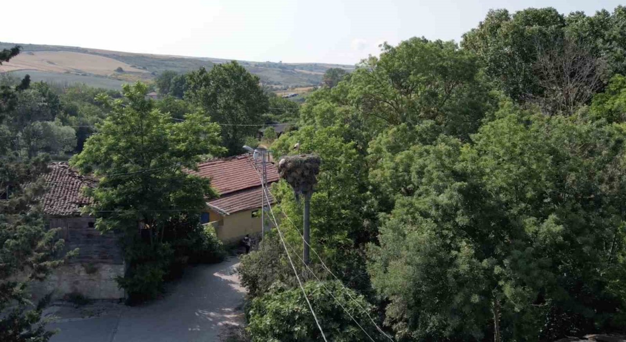 Arnavutköyde yavrulayınca göçe devam edemeyen leylek mahallenin maskotu oldu