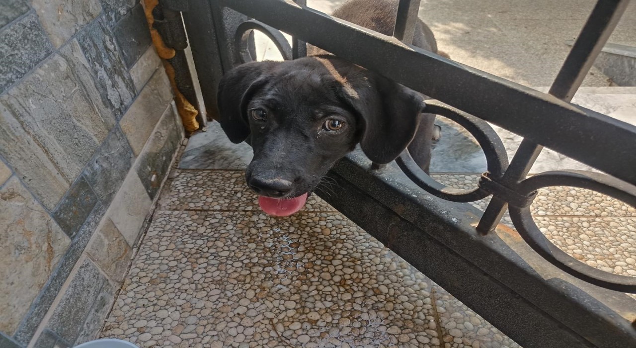 Arsuzda kafasını korkuluğa sıkıştıran köpeği itfaiye kurtardı
