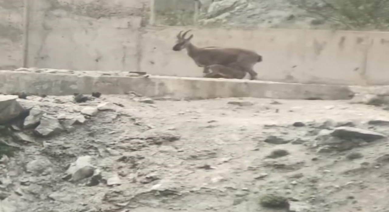 Artvinde yol ortasında yavrularını emziren dağ keçisi cep telefonu kameralarına yakalandı