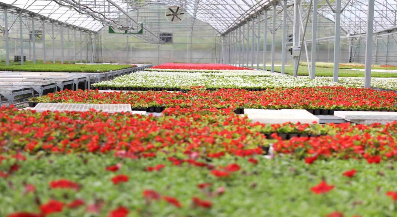 Atıklardan enerji, ısıdan çiçek: Samsunda çevre dostu dönüşüm örneği