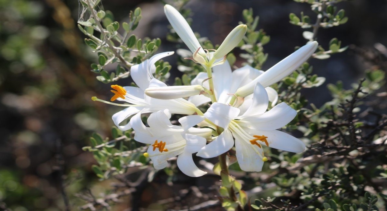 Aydın dağlarında akzambaklar çiçek açtı