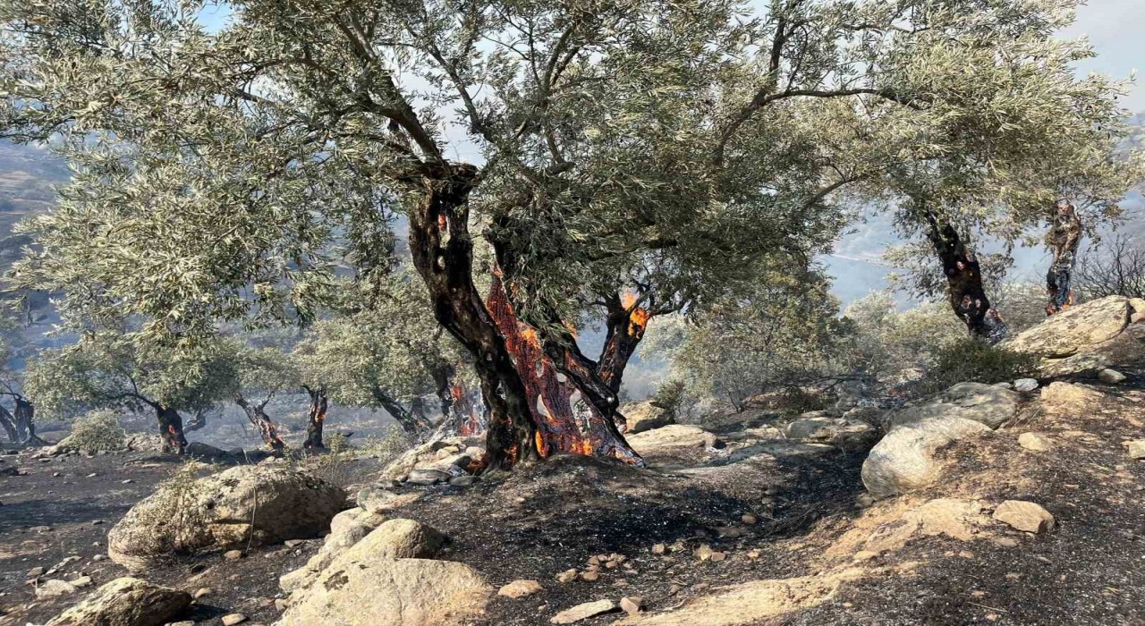 Aydın Efelerde zirai alanda yangın, bazı evlerde hasar oluştu