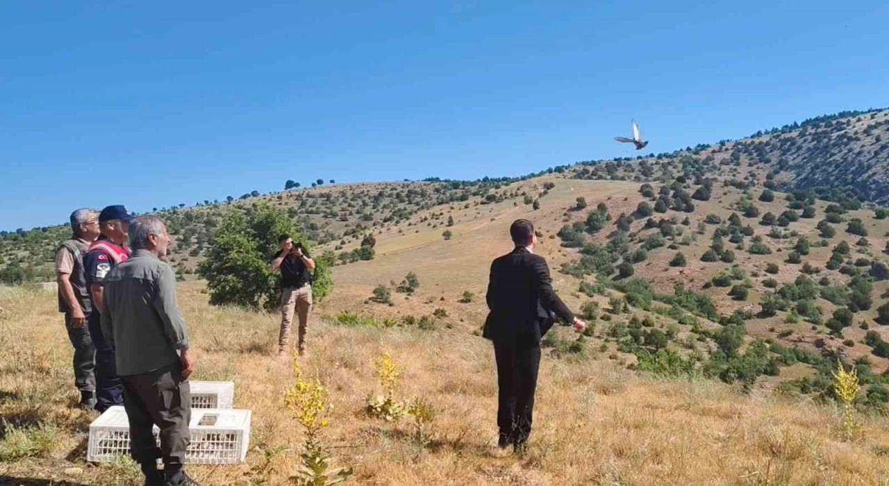 Aydıncıkta 225 adet keklik doğaya salındı