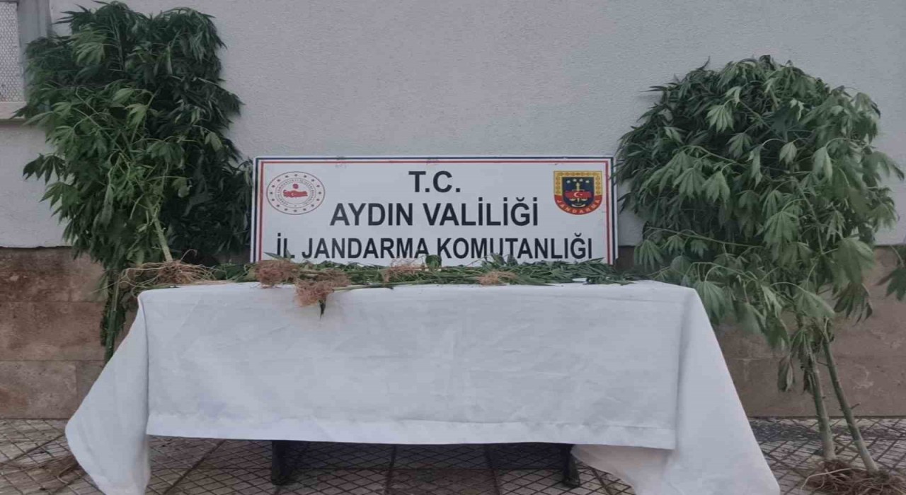 Aydında 28 kök kenevir ele geçirildi