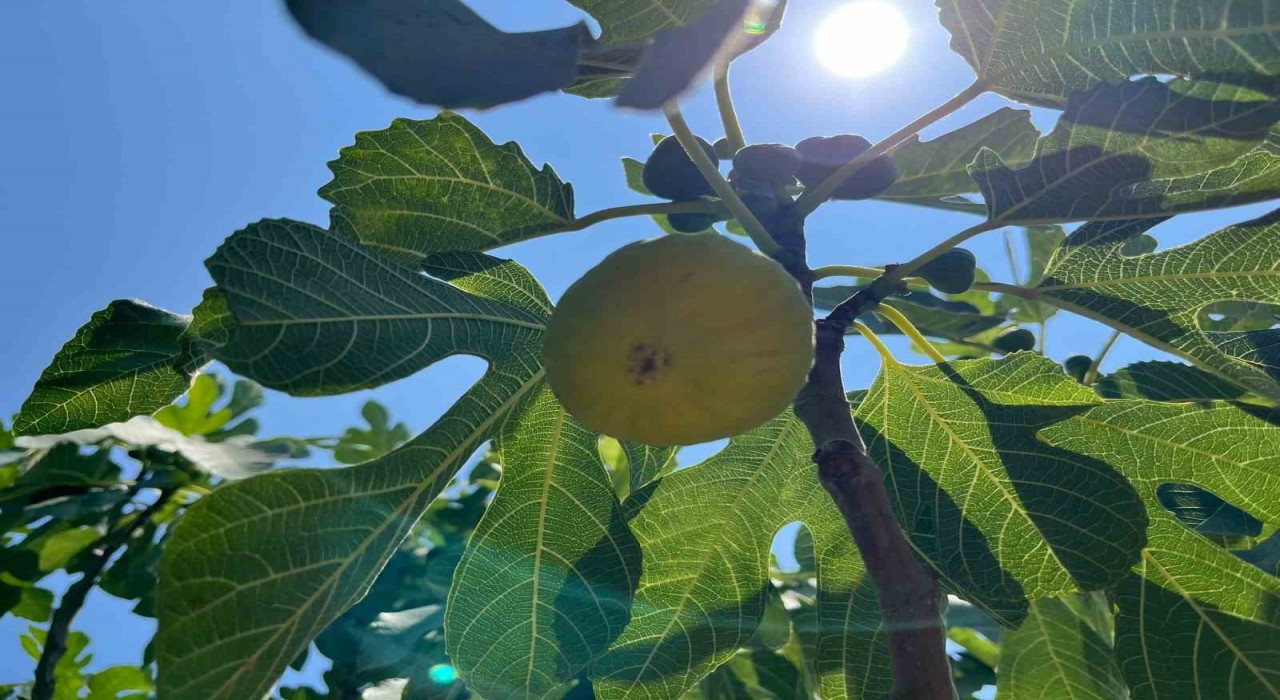 Aydında erkenci incirler çıktı