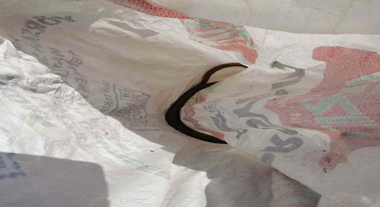 Aydında itfaiye ekiplerinden yılan operasyonu