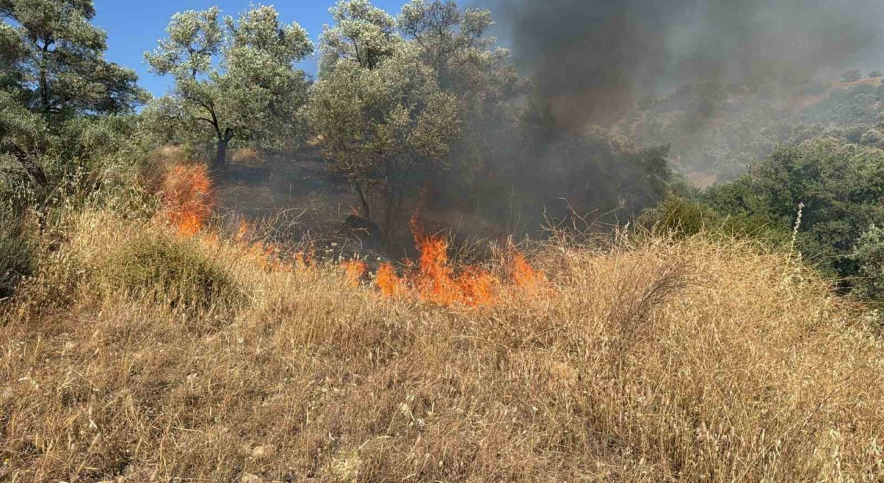 Aydında zirai alanda yangın çıktı