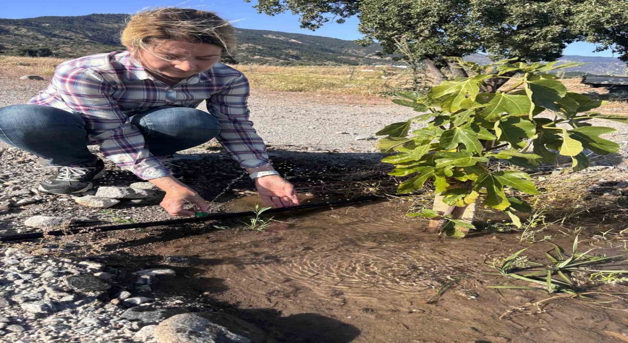 Aydının ilek bahçesi yeşerdi