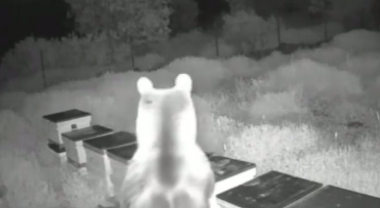 Ayılar arı kovanlarını parçalayıp balları yedi