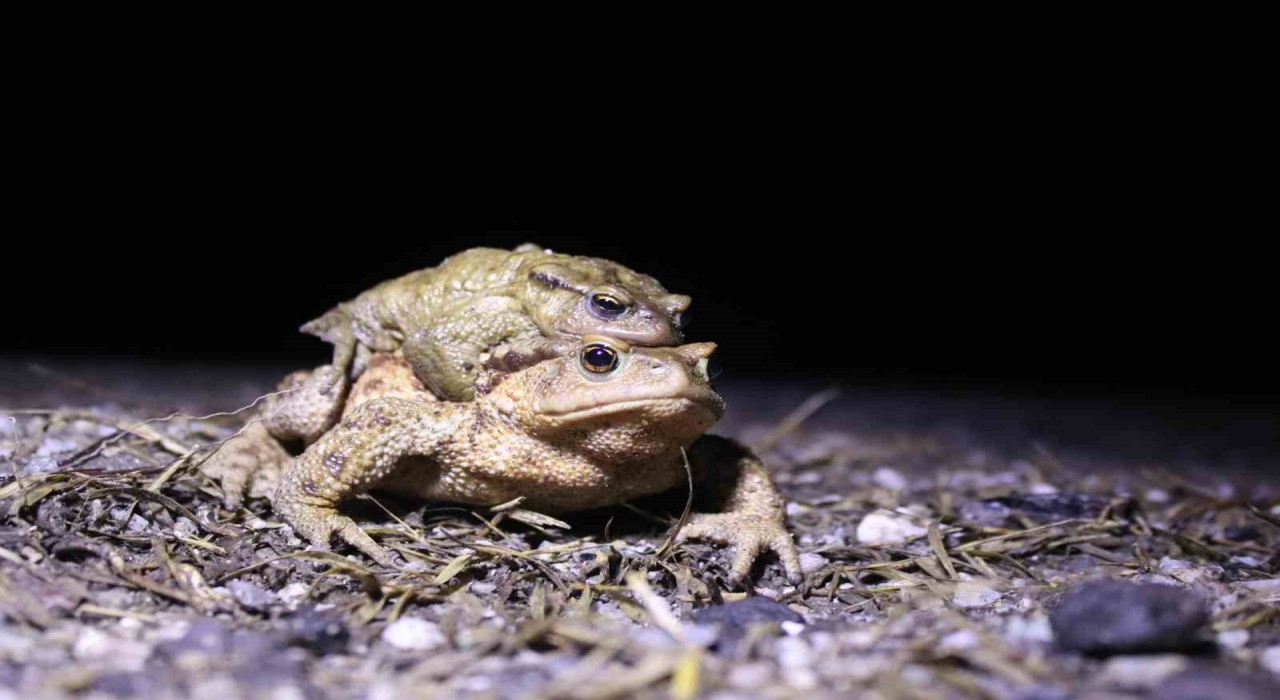 Bacağı 43 dolar kendisi 15 dolar