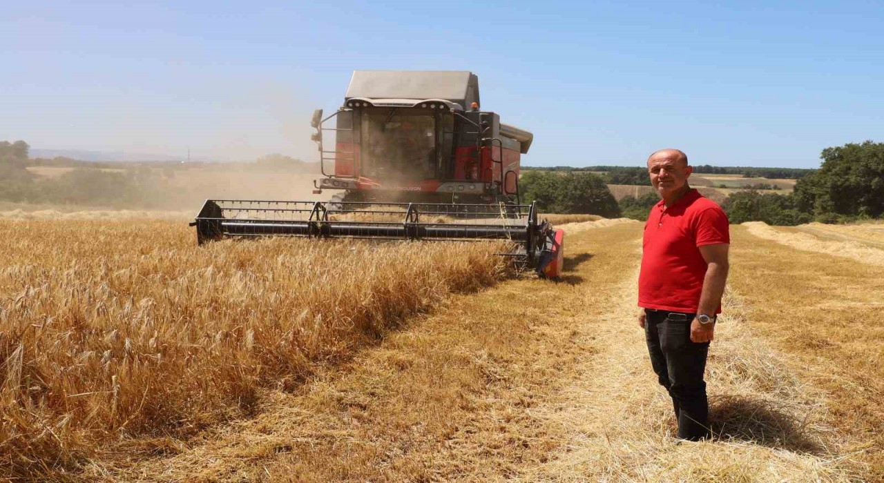 Bafra Ovasında hasat başladı: Buğdaydan önce umutları biçiyoruz