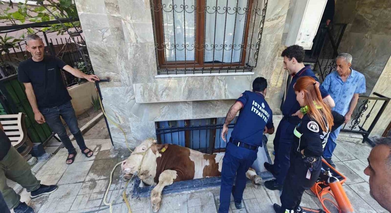 Bahçelievlerde kurbanlık boğayı kurtarma operasyonu