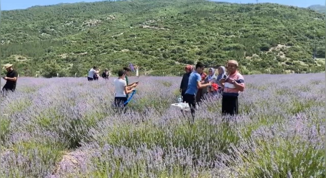 Bakımı yapılan lavanta bahçesi kadın elinde yeniden hayat buldu
