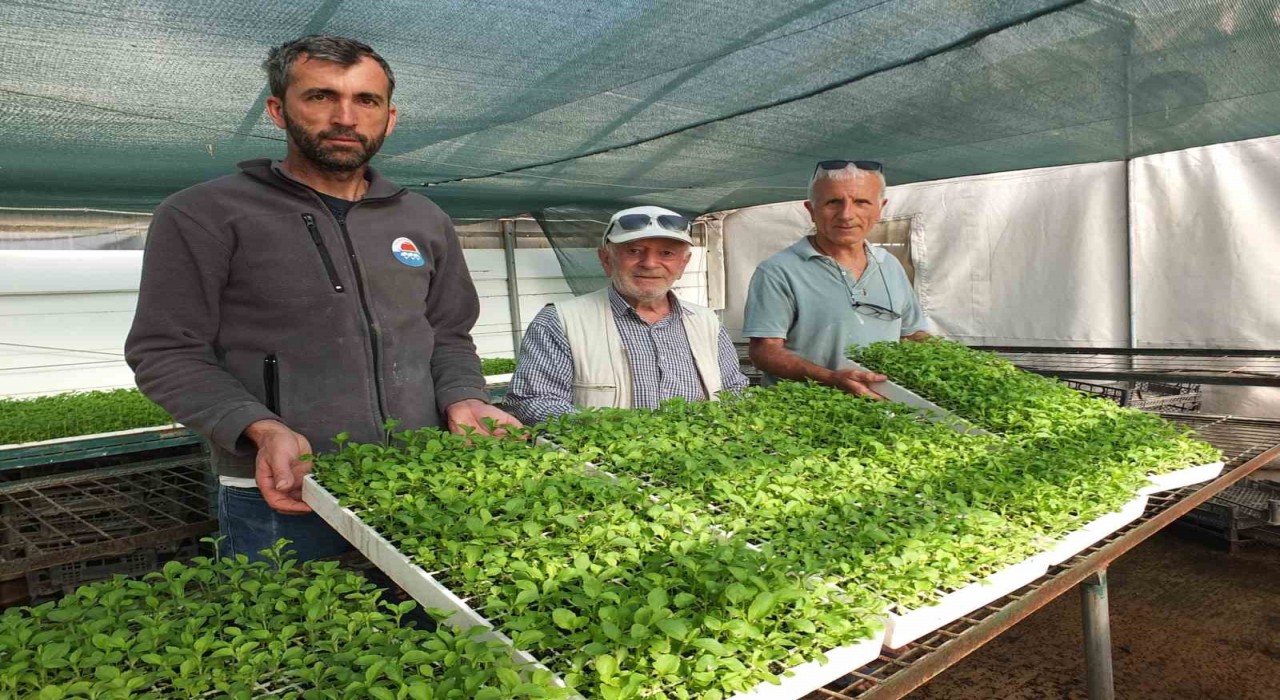 Balıkesirde Stevia fidesi sevkiyatına başlandı