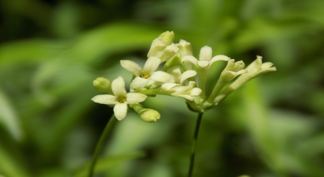 Bartında yeni bitki türü bulundu
