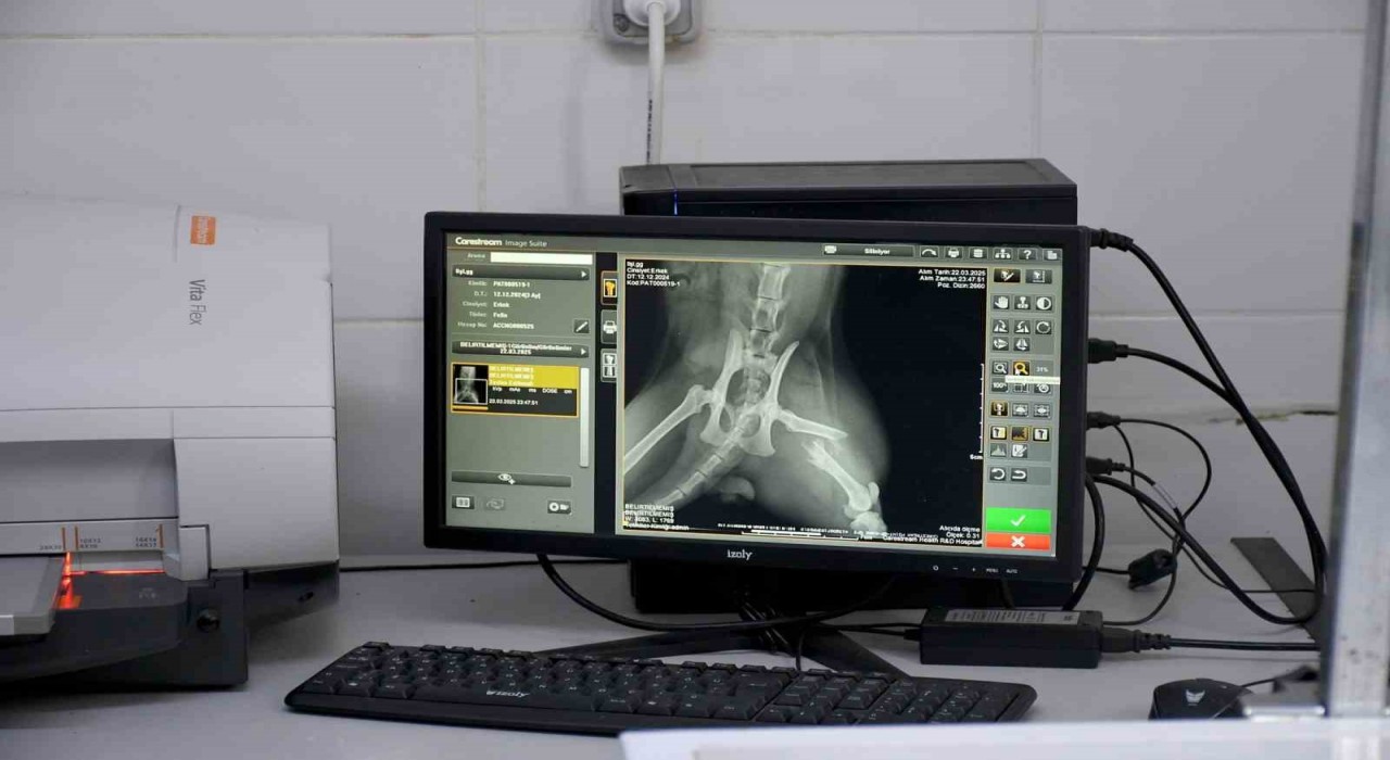 Başkan Günel, 5inci kattan düşen kediye yaşam umudu oldu