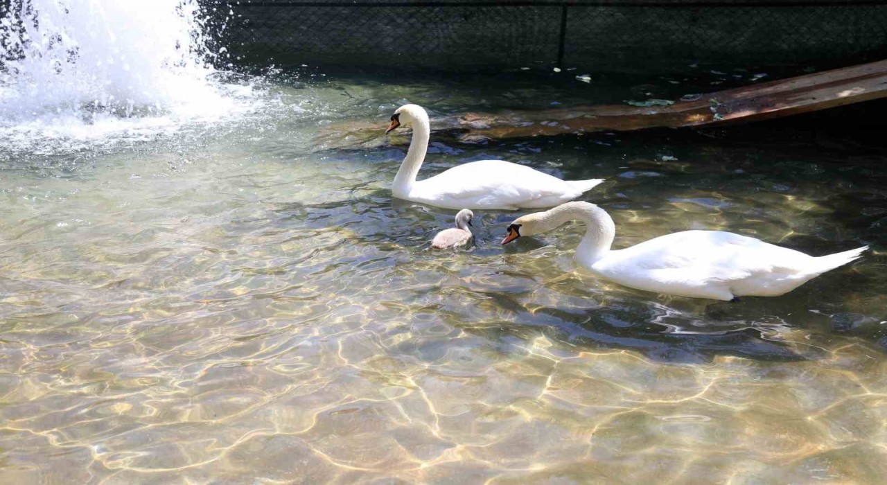 Başkentin simgesi Kuğulu Parktan sevindirici haber: 15 yıl sonra ilk kez beyaz kuğu doğdu