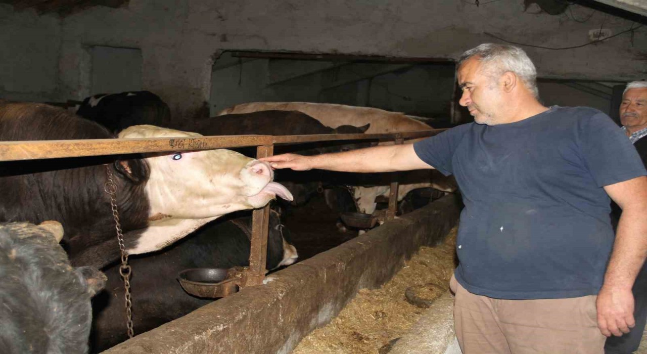 Başkentliler kurbanlık alımında fiyatların daha düşük olduğu Çankırıyı tercih ediyor
