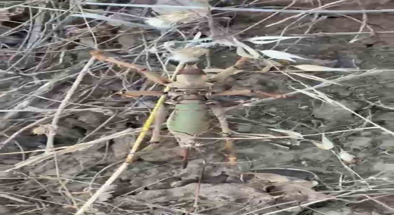 Batman kırsalında 20 santimetrelik dev etçil çekirge şaşkınlığa neden oldu