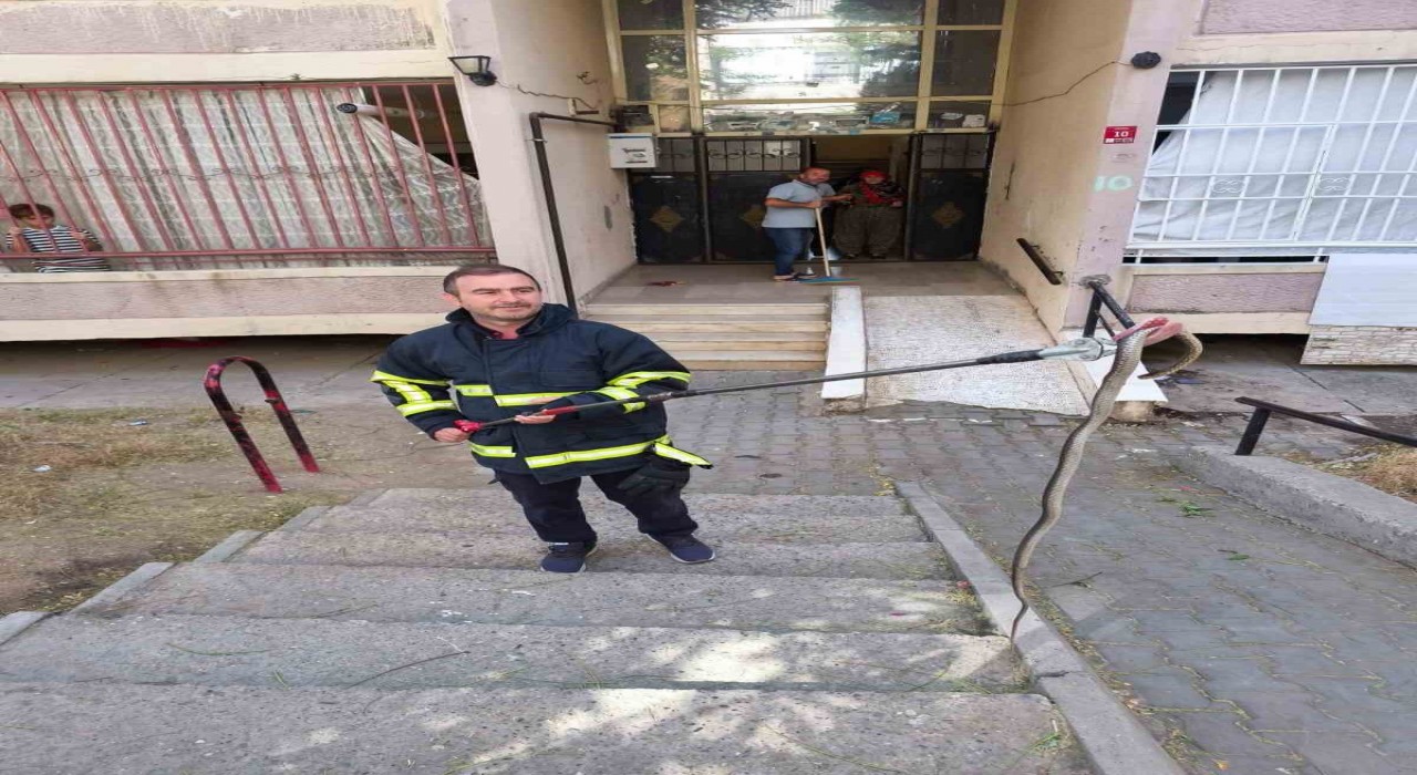 Batmanda bina girişinde bulunan yılan doğal yaşam alanına bırakıldı