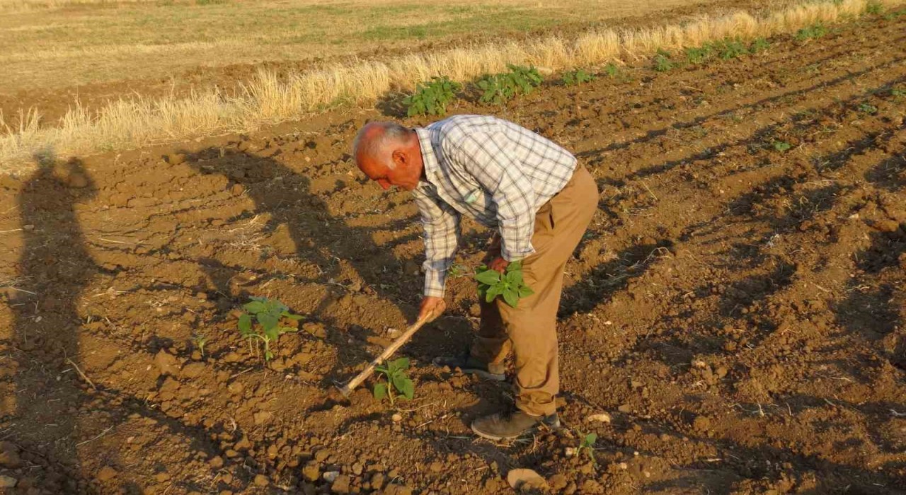 Batmanda boş havuza düşen tilki kurtarıldı