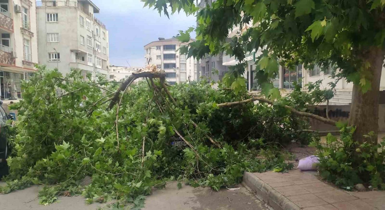 Batmanda şiddetli rüzgarın devirdiği ağaç park halindeki aracın üzerine düştü