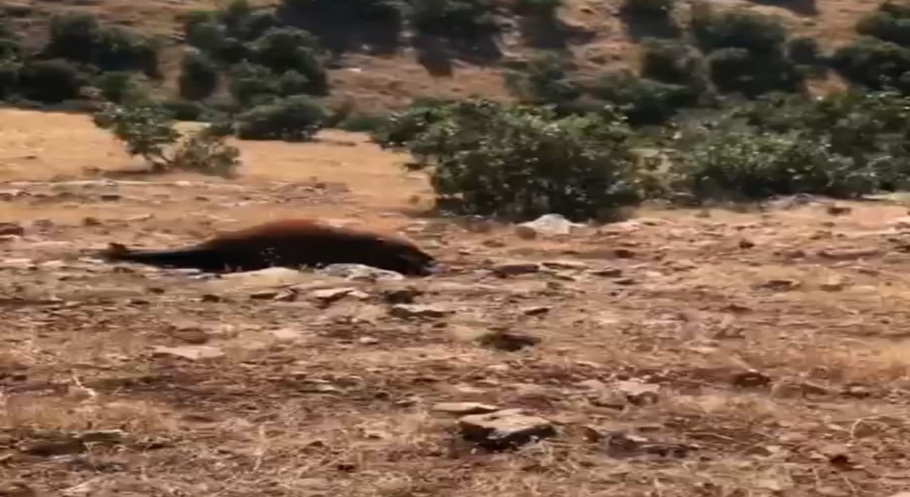 Batmanda Yabani Yılkı Atı Ölümleri 7ye Yükseldi