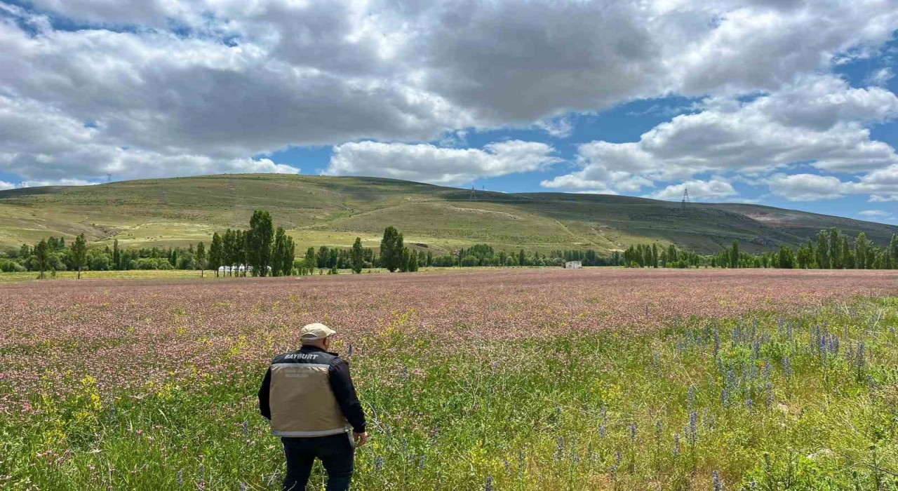 Bayburt ve Aydıntepede yem bitkileri için saha çalışmaları başlatıldı