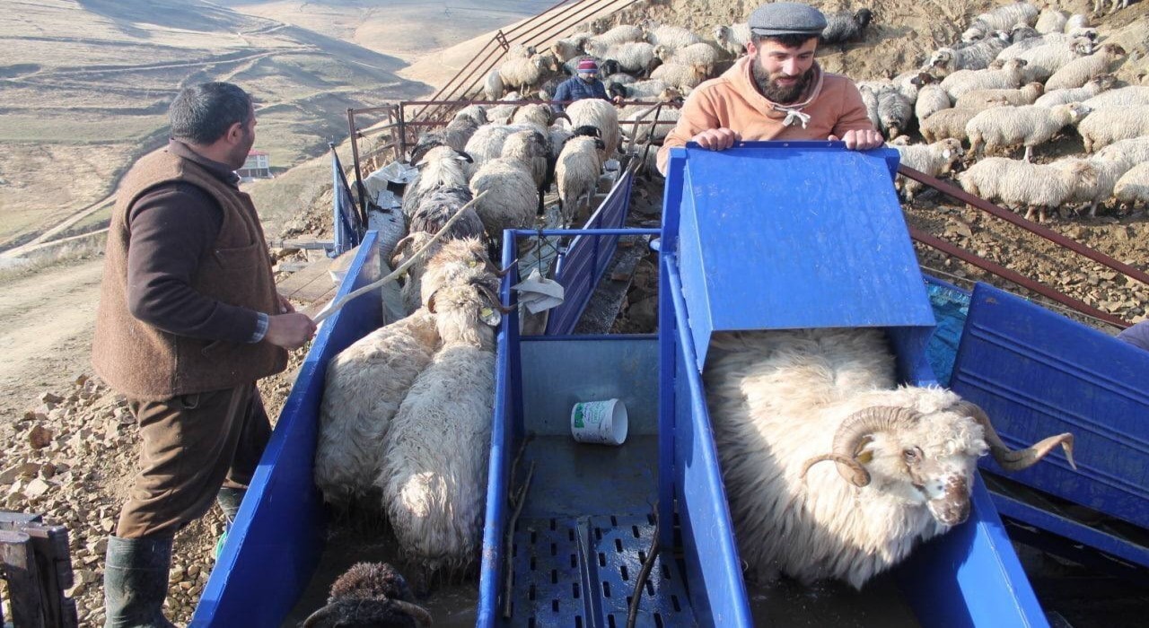 Bayburtta küçükbaş hayvanlar mobil koyun yıkama makineleriyle yıkanarak ilaçlanıyor