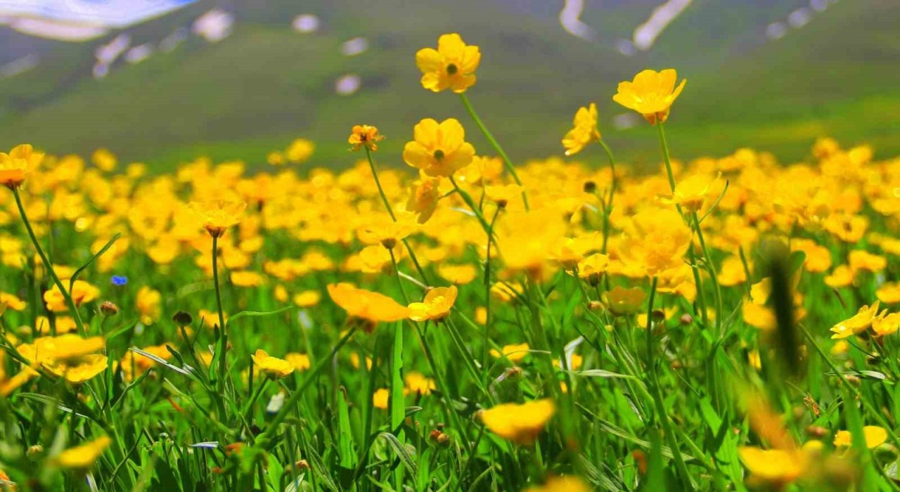 Bayburtta sarıçiçekler görenleri cezbediyor