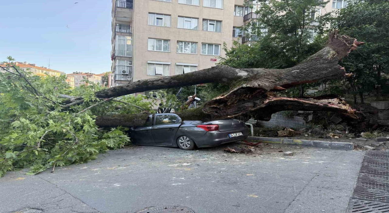 Beşiktaşta devrilen ağaç 3 araca hasar verdi