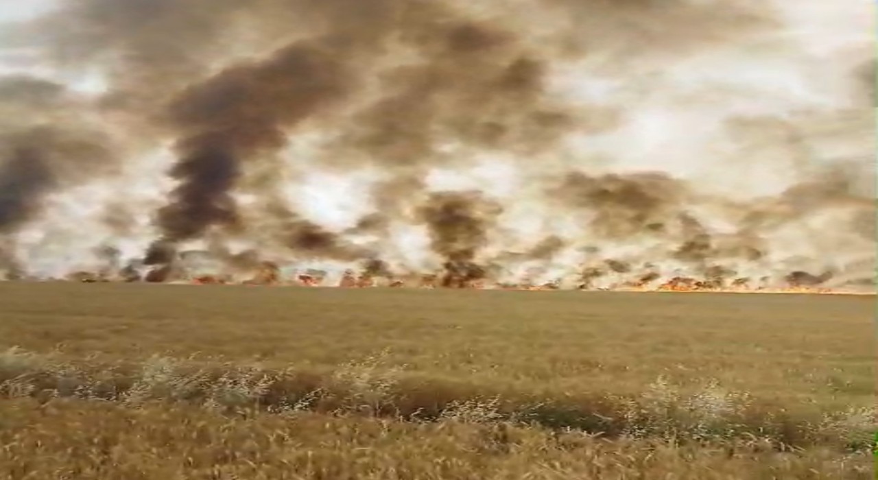 Biçerdöver patozuna giren tel yangına neden oldu, biçilmemiş buğday kül oldu