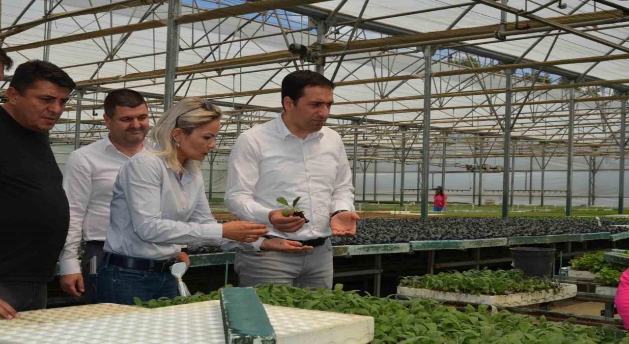 Bilecikte Enginar Fide projesi