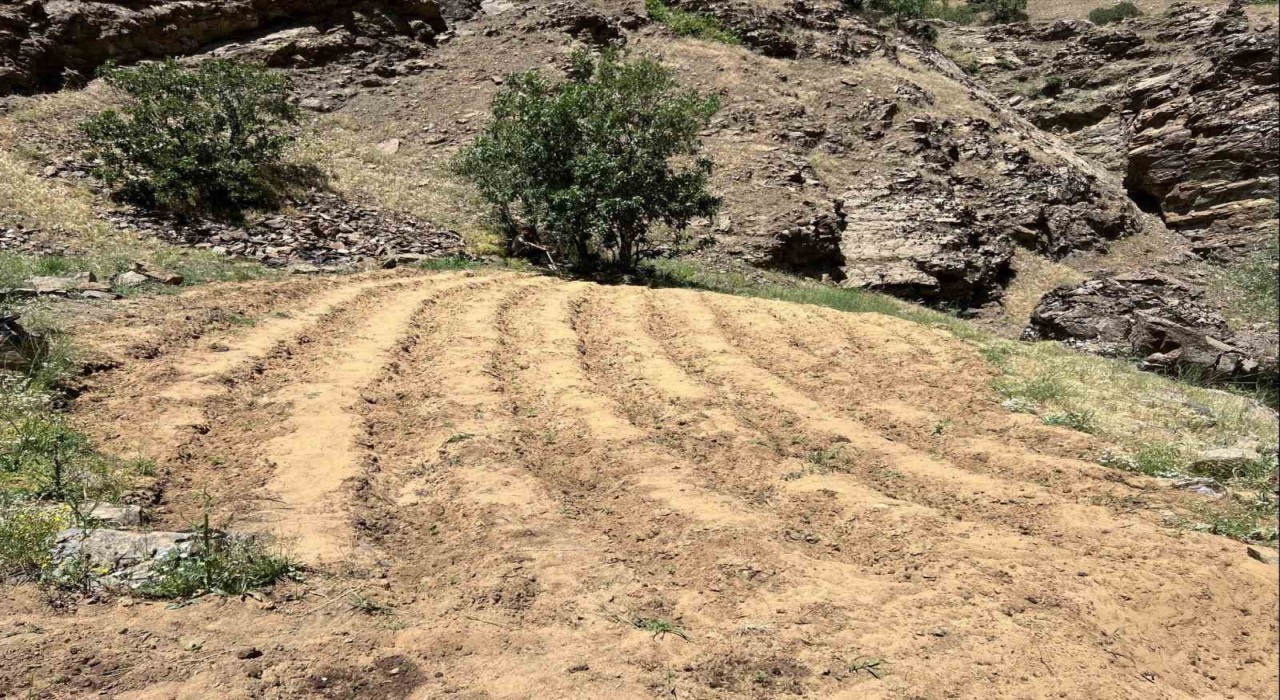 Bingölde 2 bin 900 kök kenevir ele geçirildi