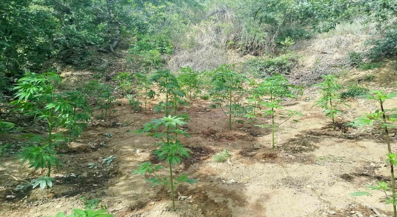 Bingölde 228 kök kenevir ele geçirildi