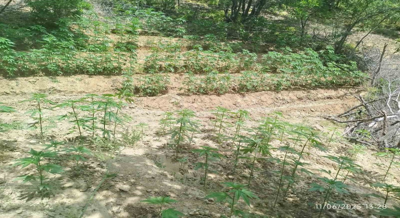 Bingölde 3 bin 483 kök kenevir ele geçirildi