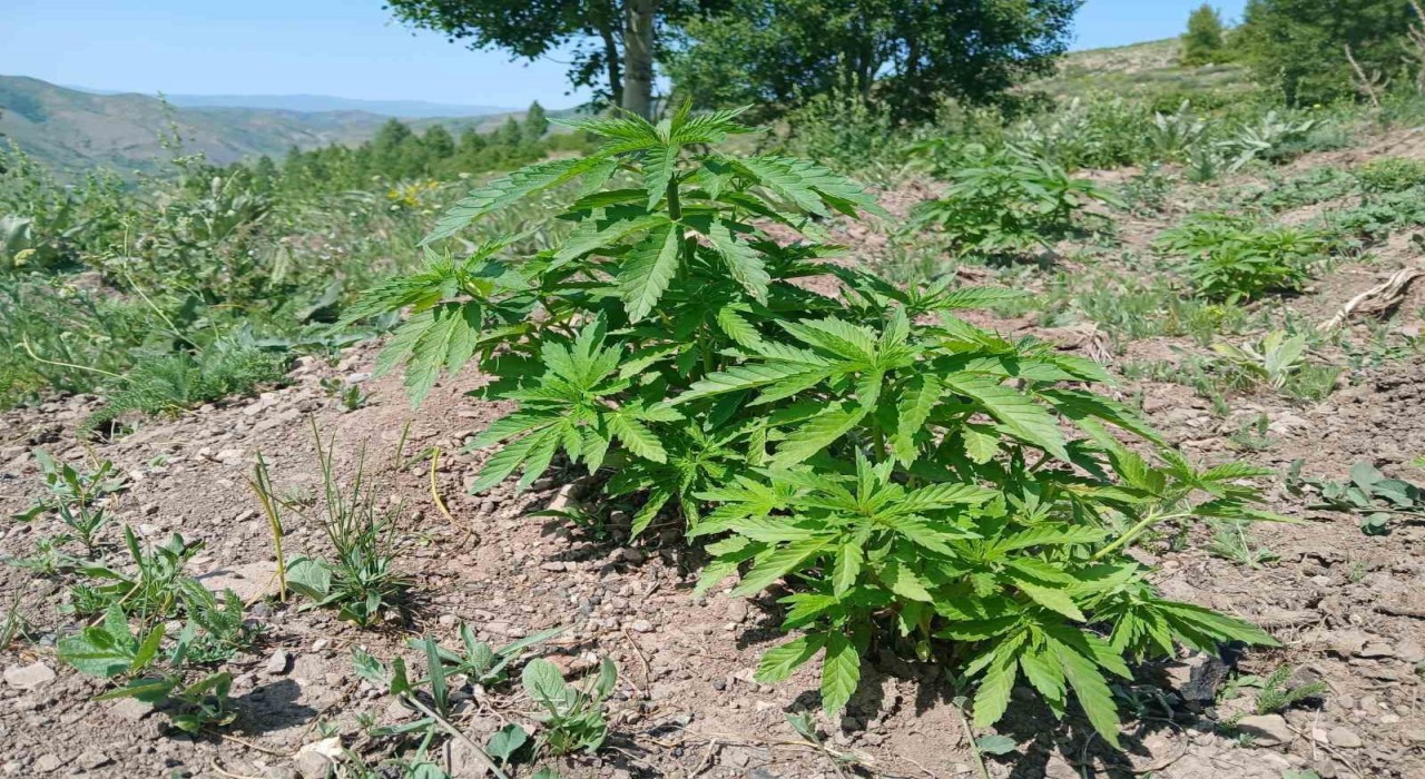 Bingölde kenevir ve kaçak tütün ele geçirildi