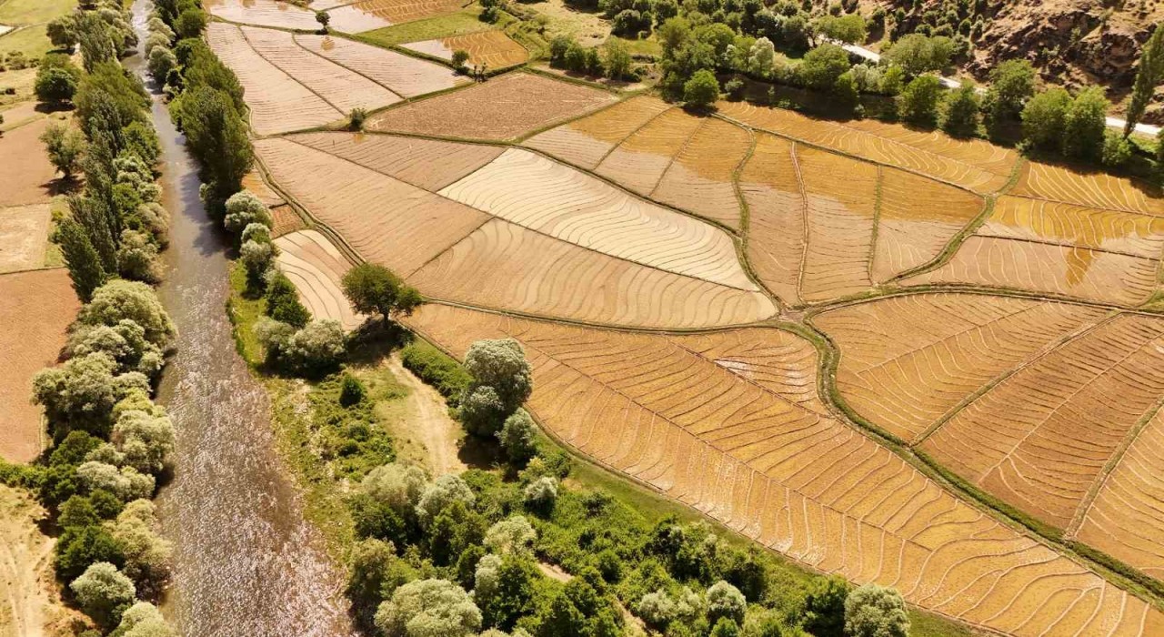 Bitliste yüz yıllardır imece usulü çeltik ekimi yapılıyor