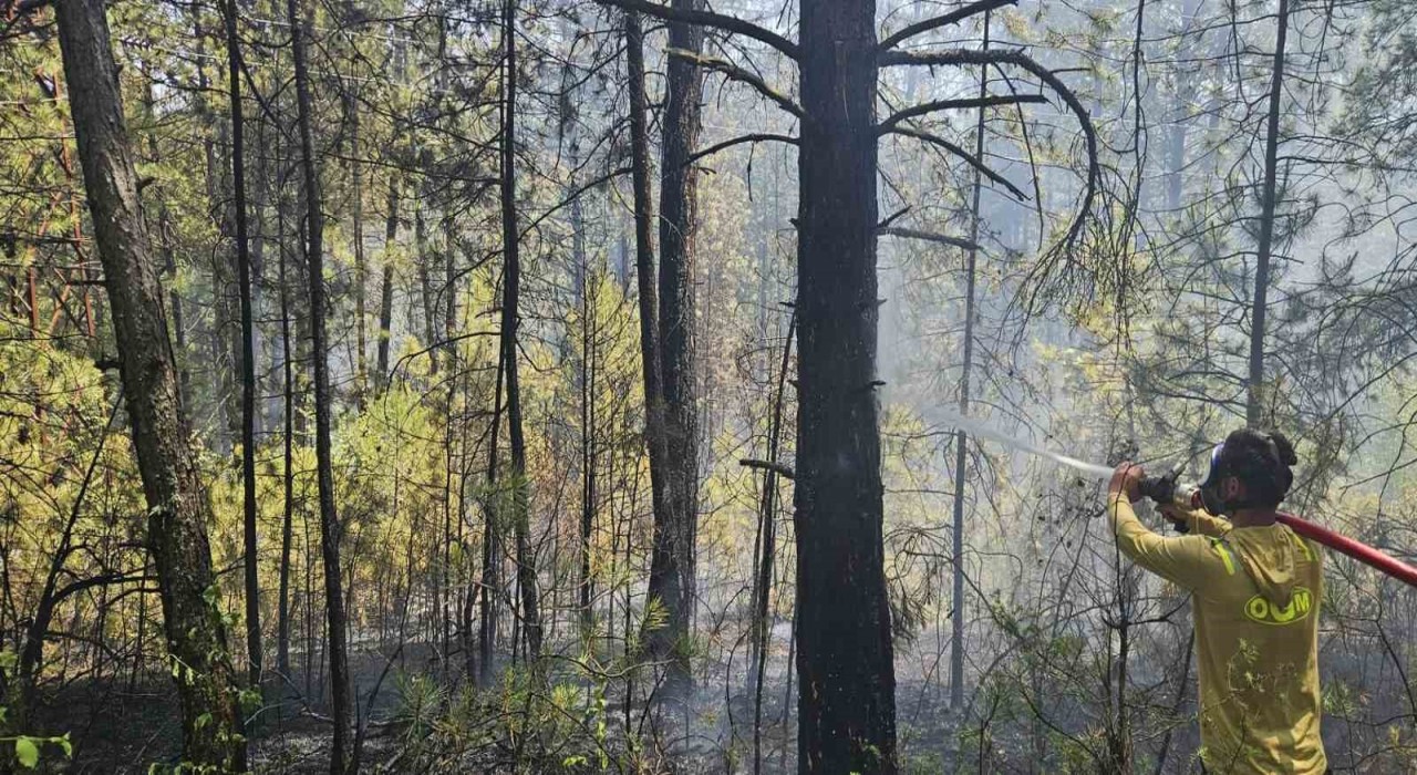 Boluda ormanlık alanda örtü yangını faciaya dönüşmeden söndürüldü
