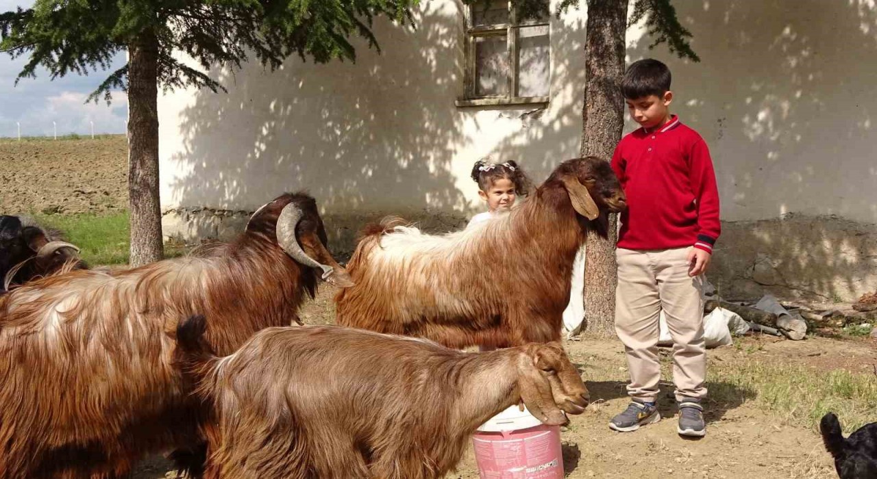 Boş vakitlerinde çobanlık yapan 11 yaşındaki Emir Ali Dişlioğlu, bursluluk sınavından 500 tam puan aldı