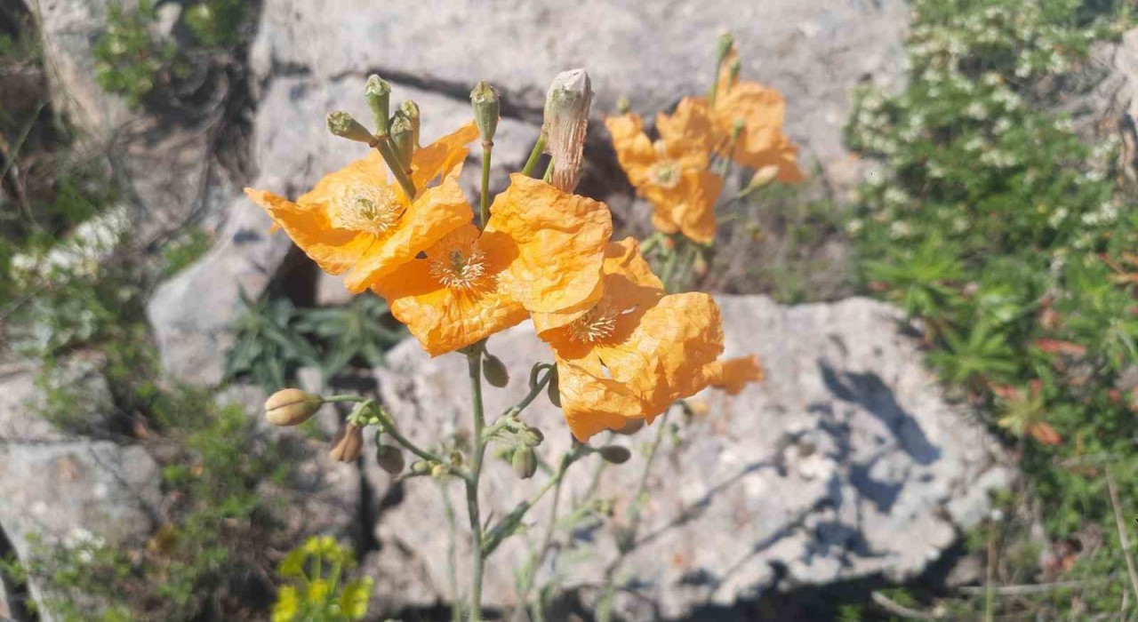 Bozkırın yüksek rakımlı yaylalarındaki bitki florası araştırıldı