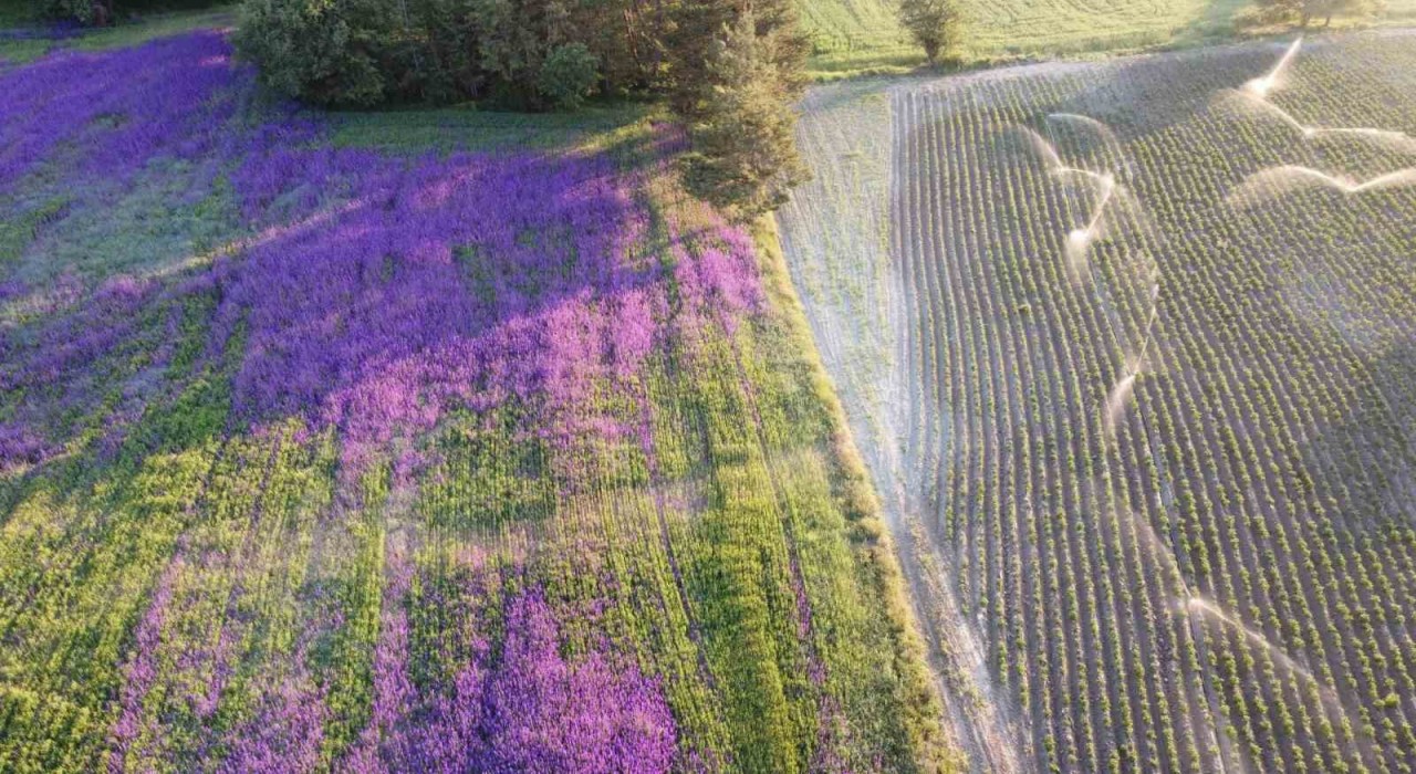 Buğday tarlası çiçek bahçesine döndü: Yoldan geçenler merak edip fotoğraf çekiyorlar